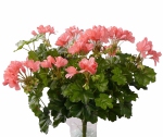 Geranium (Oostenrijkse) 40cm, Ø40cm roze